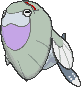 Arctovish variocolor