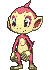 Chimchar variocolor