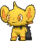Shinx variocolor