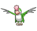 Squawkabilly variocolor