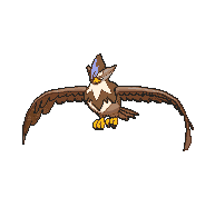 Staraptor variocolor