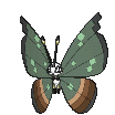 Vivillon-Jungle cromatico